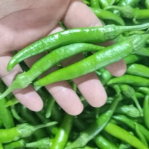 精品小杭椒