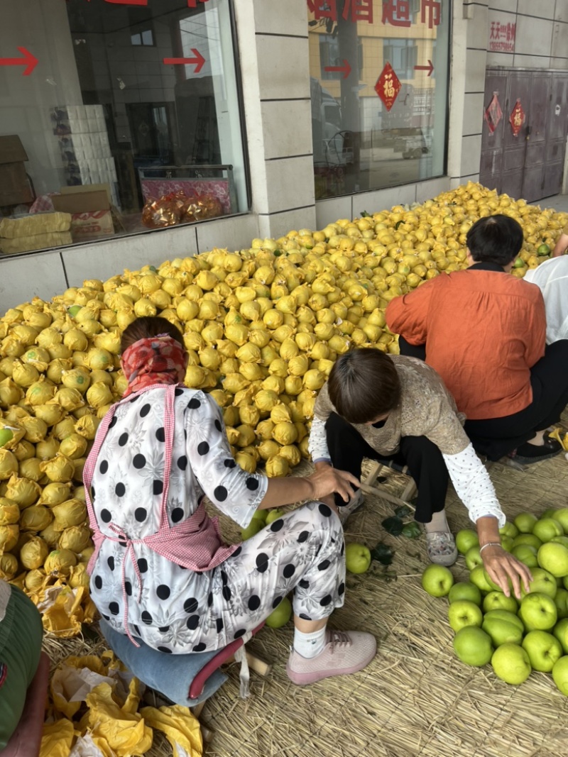 酥脆一号安徽产区对接全国市场电商保质保量