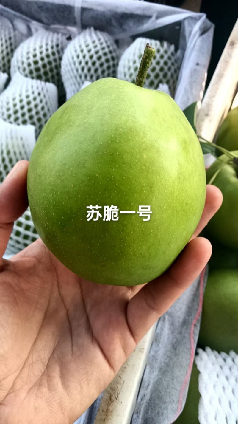 酥脆一号真是脆甜多滋，好吃不腻