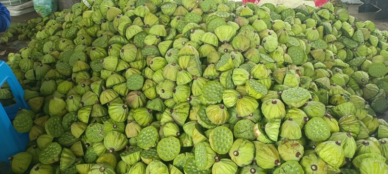现剥鲜嫩莲子，青莲子。鲜嫩可口，都是当天现摘现剥。