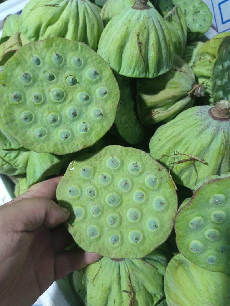 现剥鲜嫩莲子，青莲子。鲜嫩可口，都是当天现摘现剥。