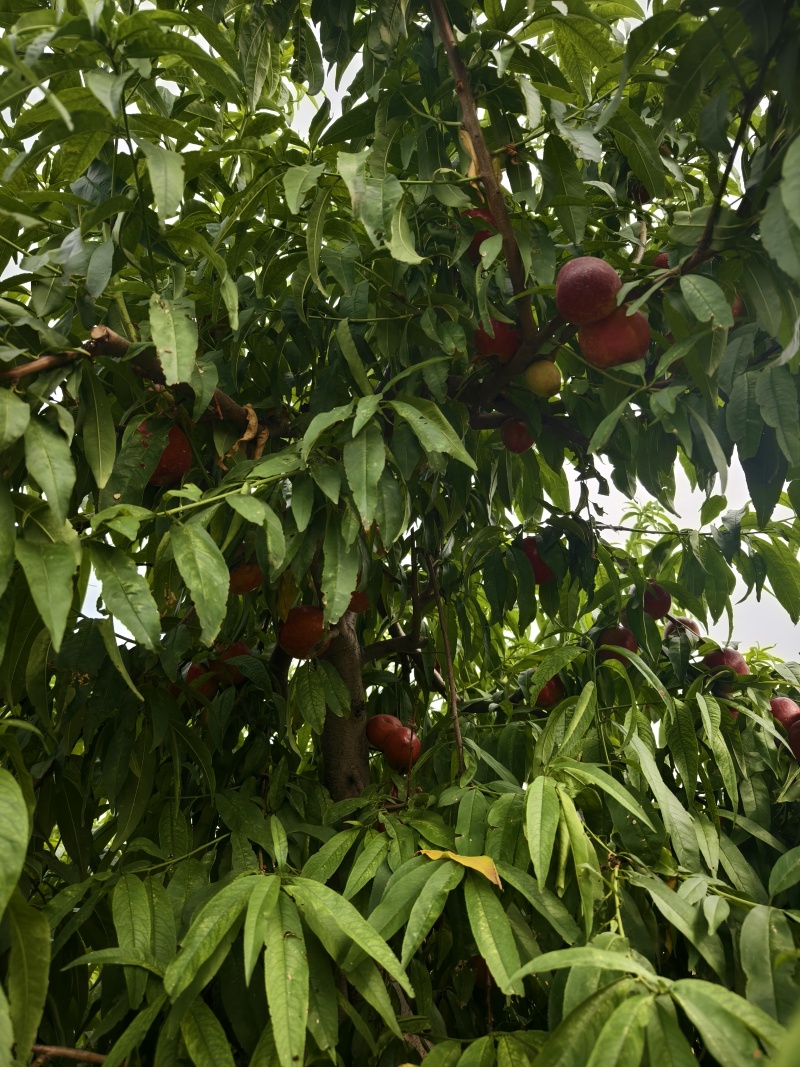 中油4