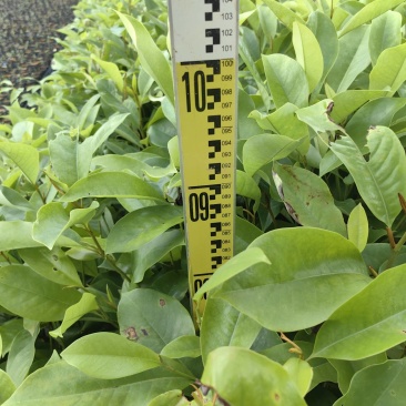火力楠造林苗木火力楠种苗基地直供量大优惠