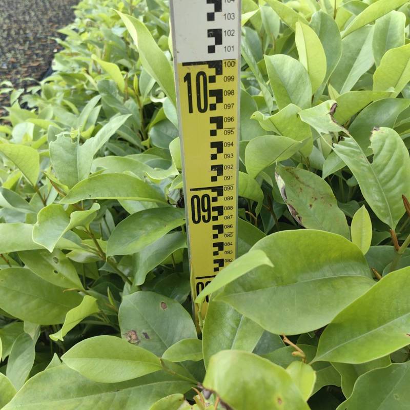火力楠造林苗木火力楠种苗基地直供量大优惠