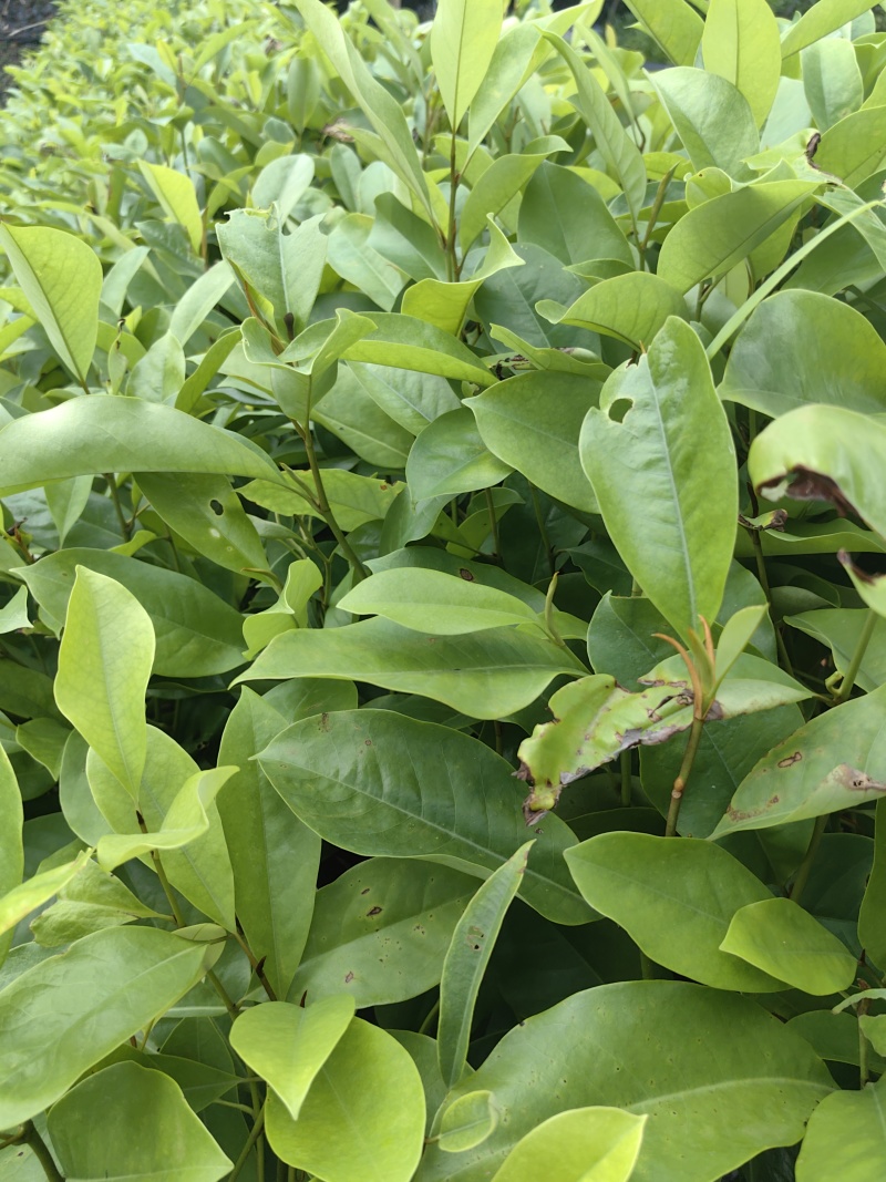 火力楠造林苗木火力楠种苗基地直供量大优惠