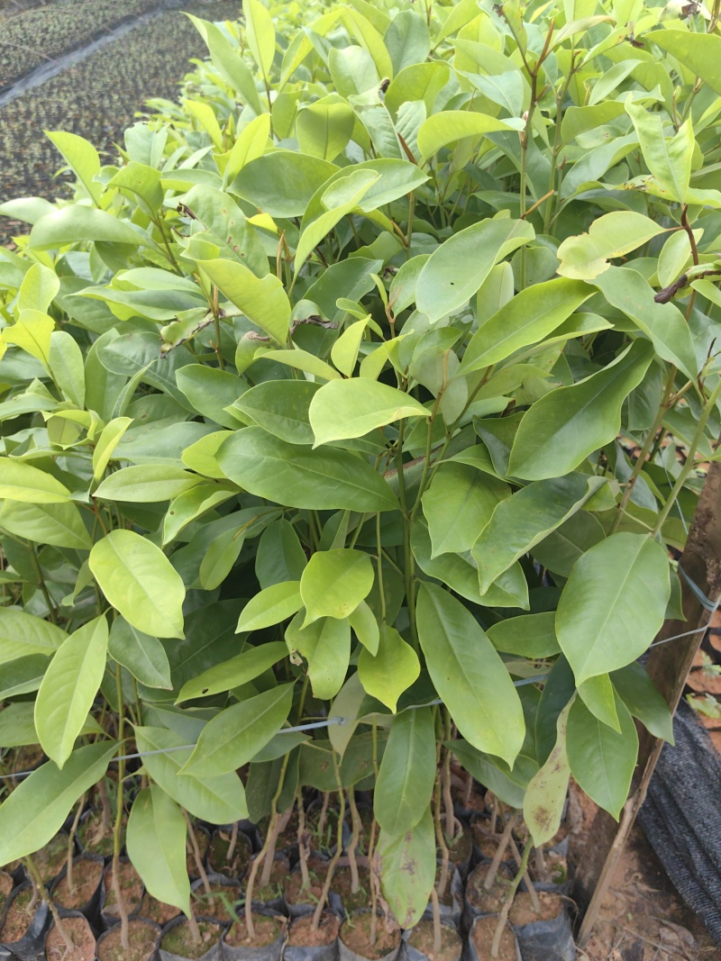 火力楠造林苗木火力楠种苗基地直供量大优惠
