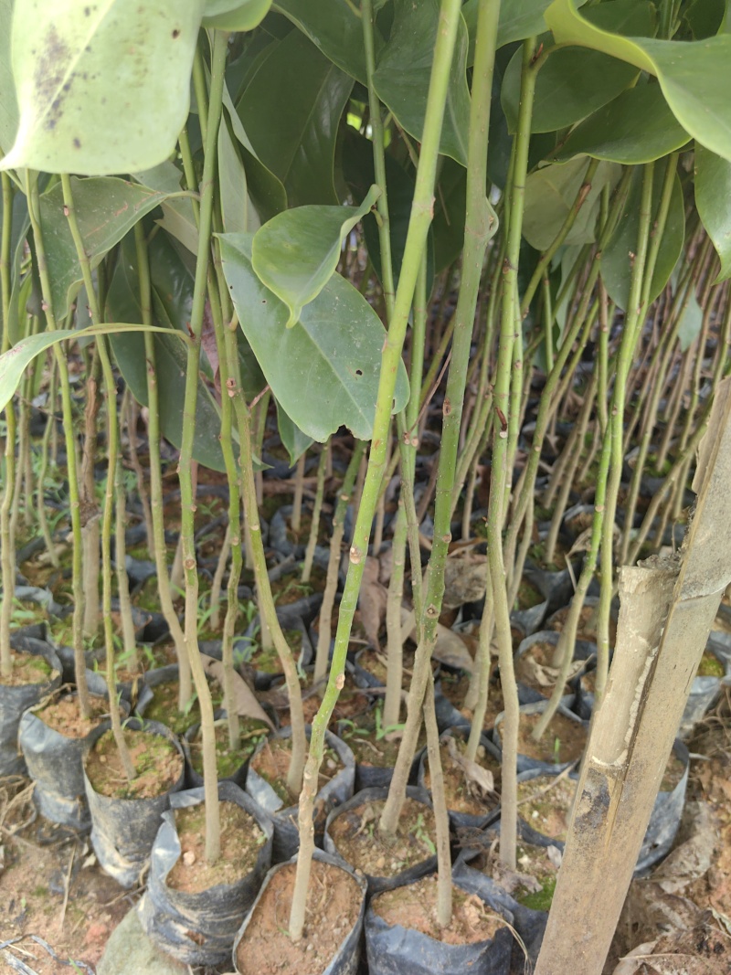 火力楠造林苗木火力楠种苗基地直供量大优惠