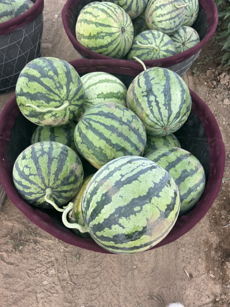 山西忻州无籽麒麟美都大量上市欢迎新老顾客前来选购