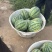 山西忻州无籽麒麟美都大量上市欢迎新老顾客前来选购