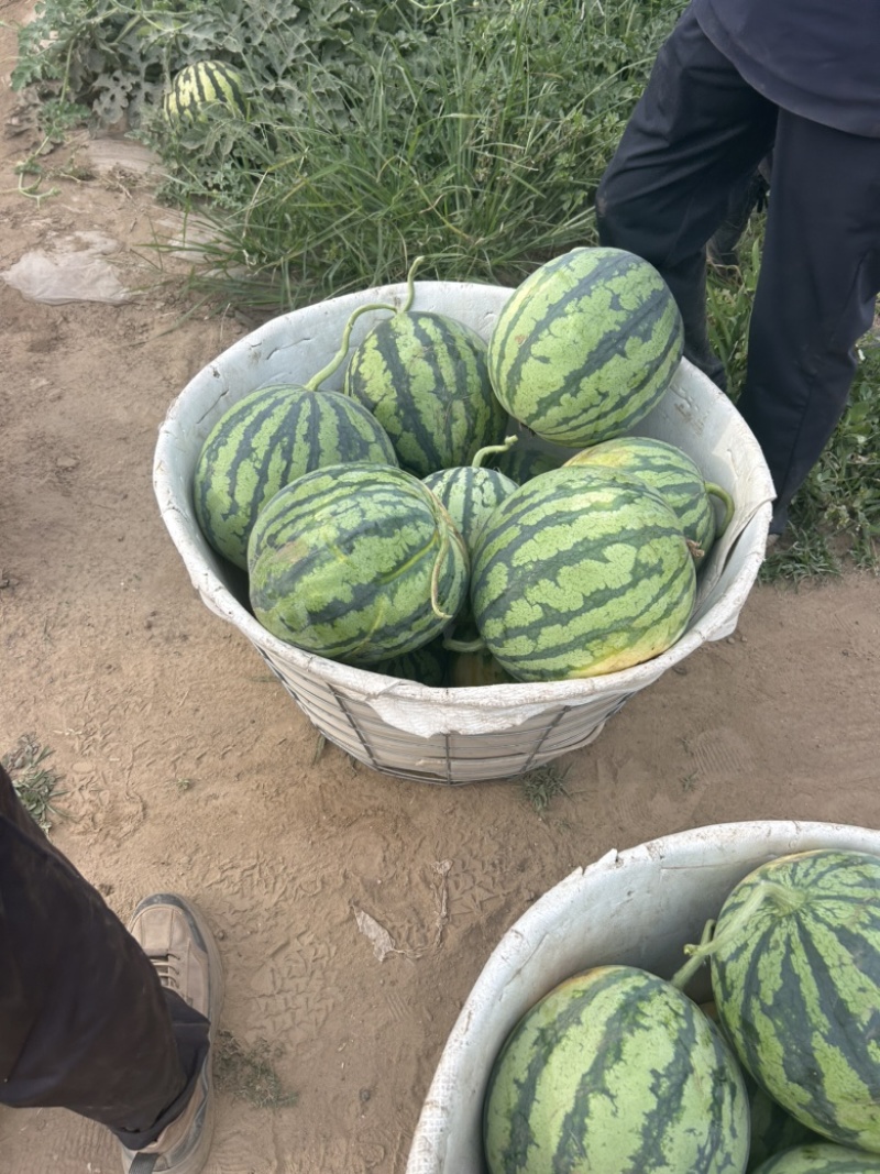 山西忻州无籽麒麟美都大量上市欢迎新老顾客前来选购