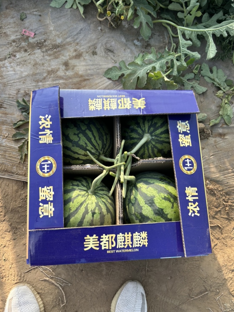 山西忻州无籽麒麟美都大量上市欢迎新老顾客前来选购