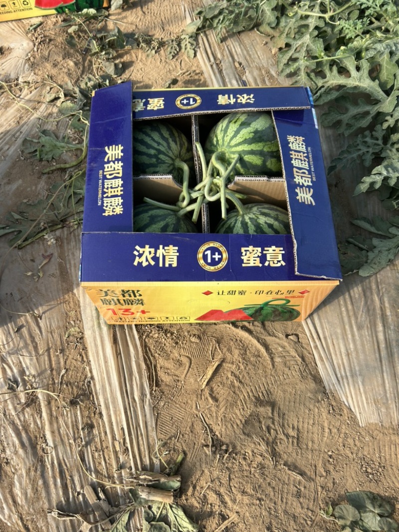 山西忻州无籽麒麟美都大量上市欢迎新老顾客前来选购
