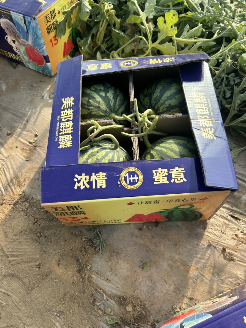 山西忻州无籽麒麟美都大量上市欢迎新老顾客前来选购
