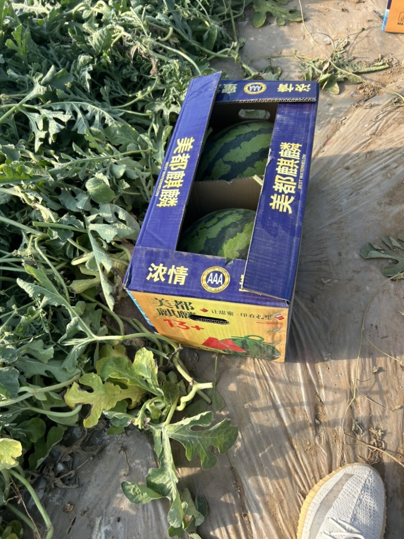 山西忻州无籽麒麟美都大量上市欢迎新老顾客前来选购