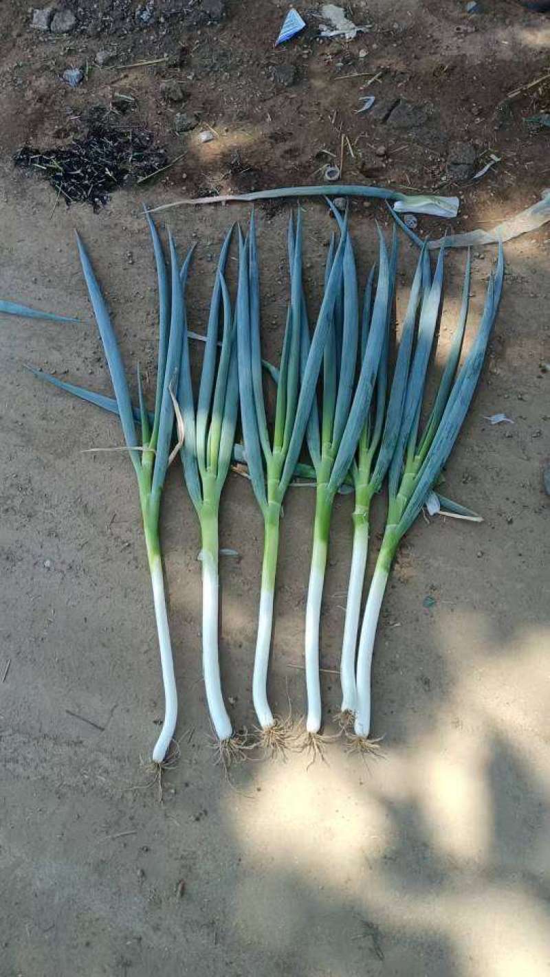 精品大葱批发