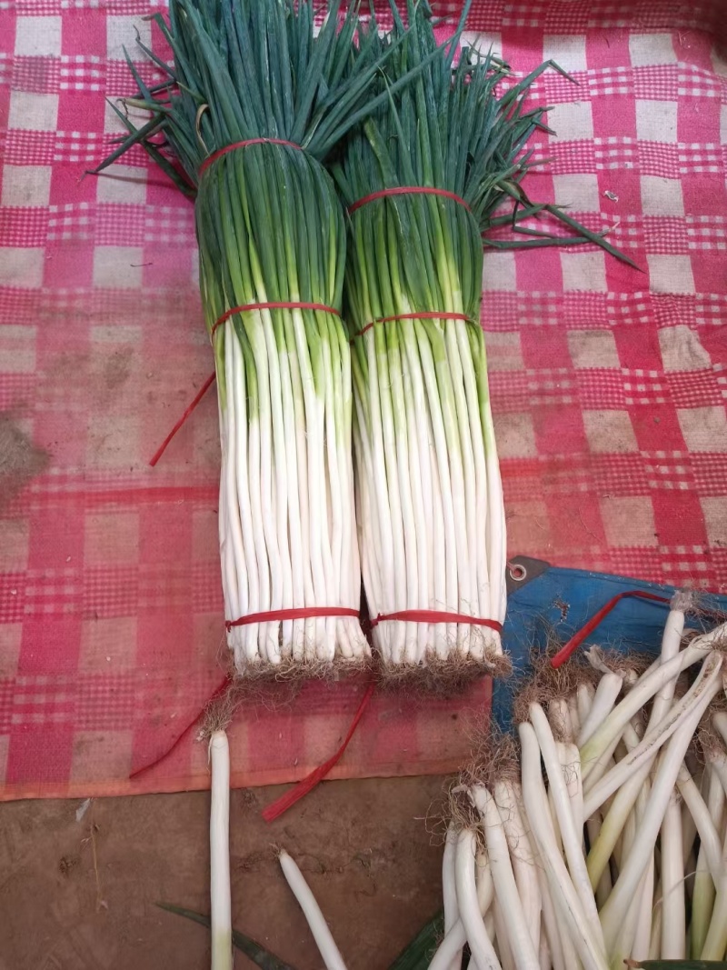 精品大葱批发