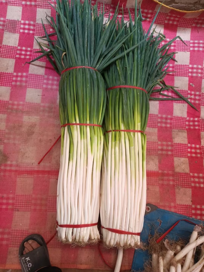 精品大葱批发