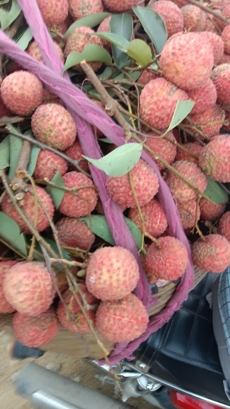 桂味