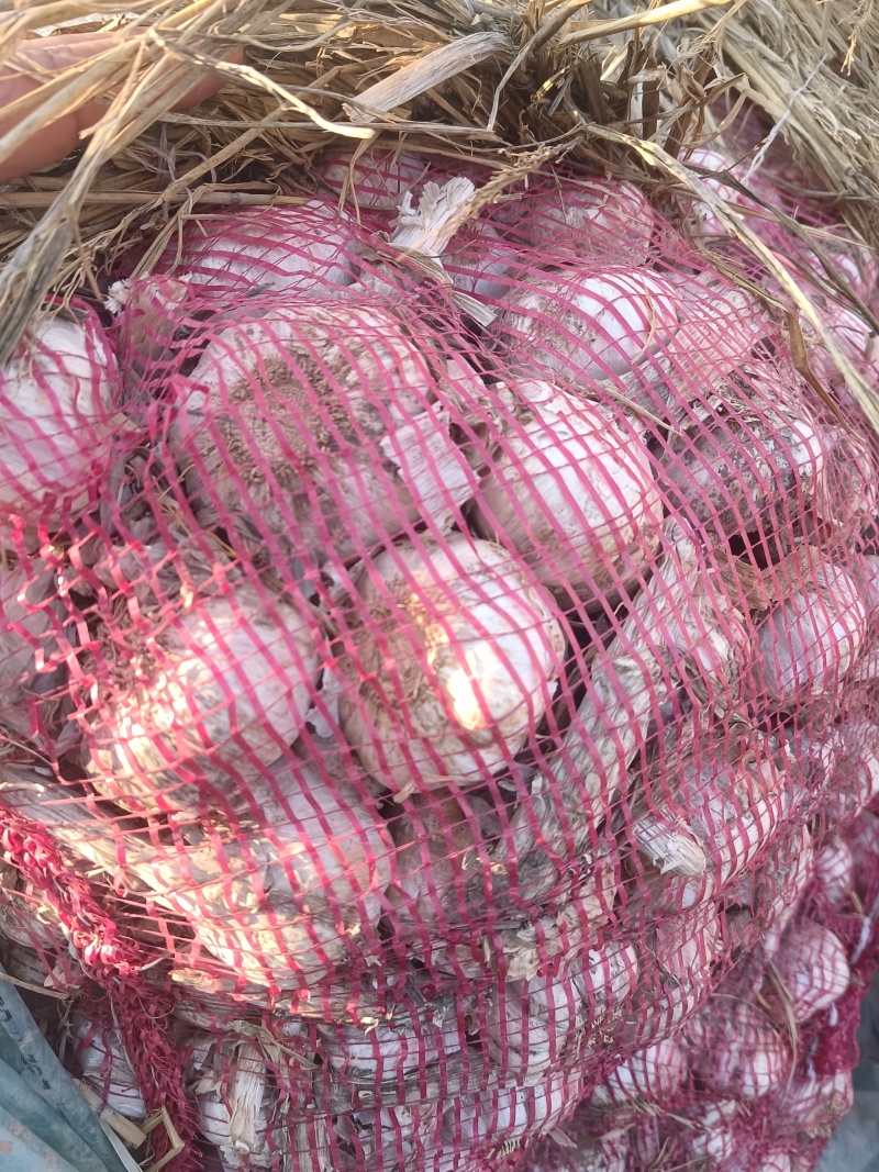 大蒜，大清颗
