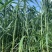 甜象草，养殖牛羊鹅的宝