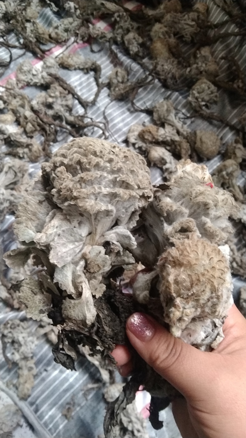 新鲜雪莲