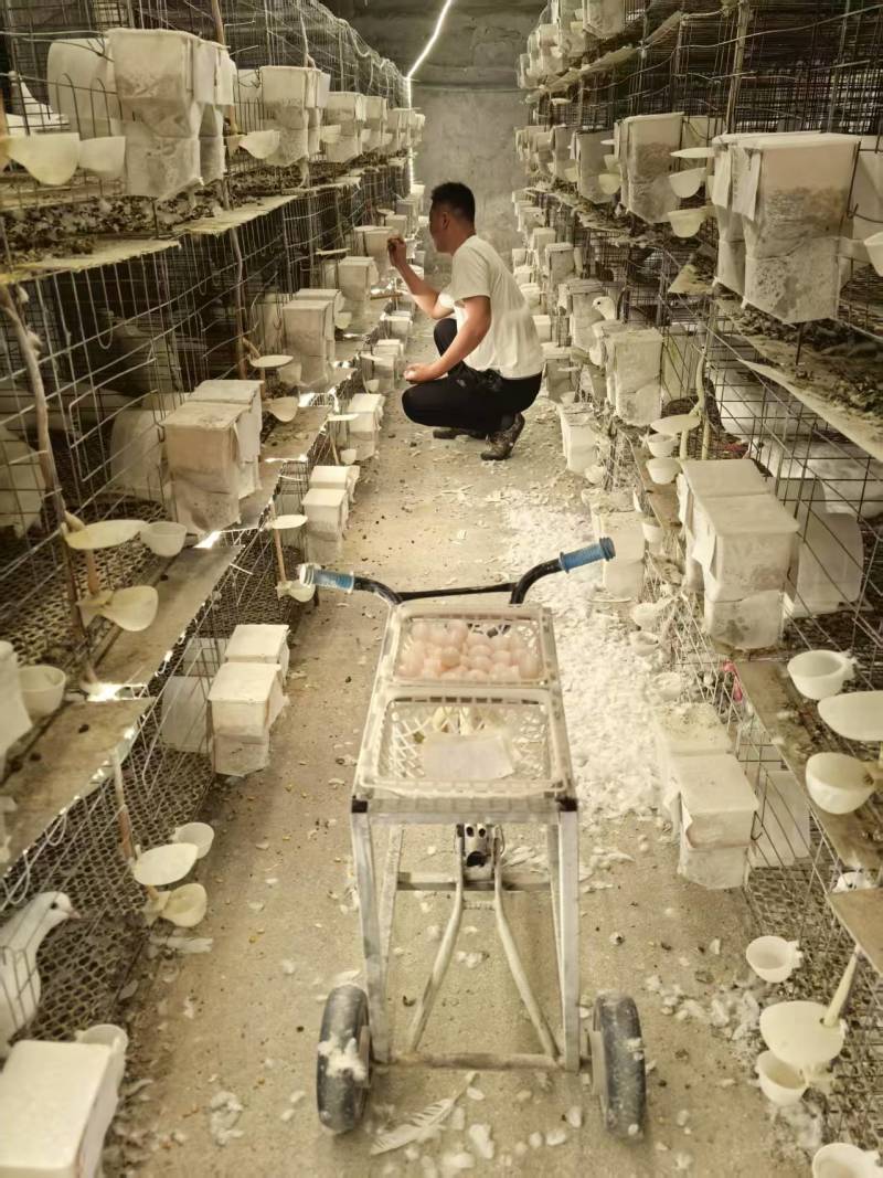 鸽子蛋