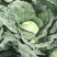 甘蓝大量有货需要的可以通过一亩田联系