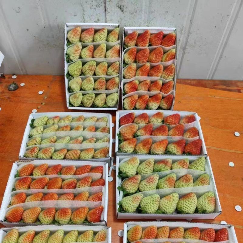 云南四季草莓蒙特瑞