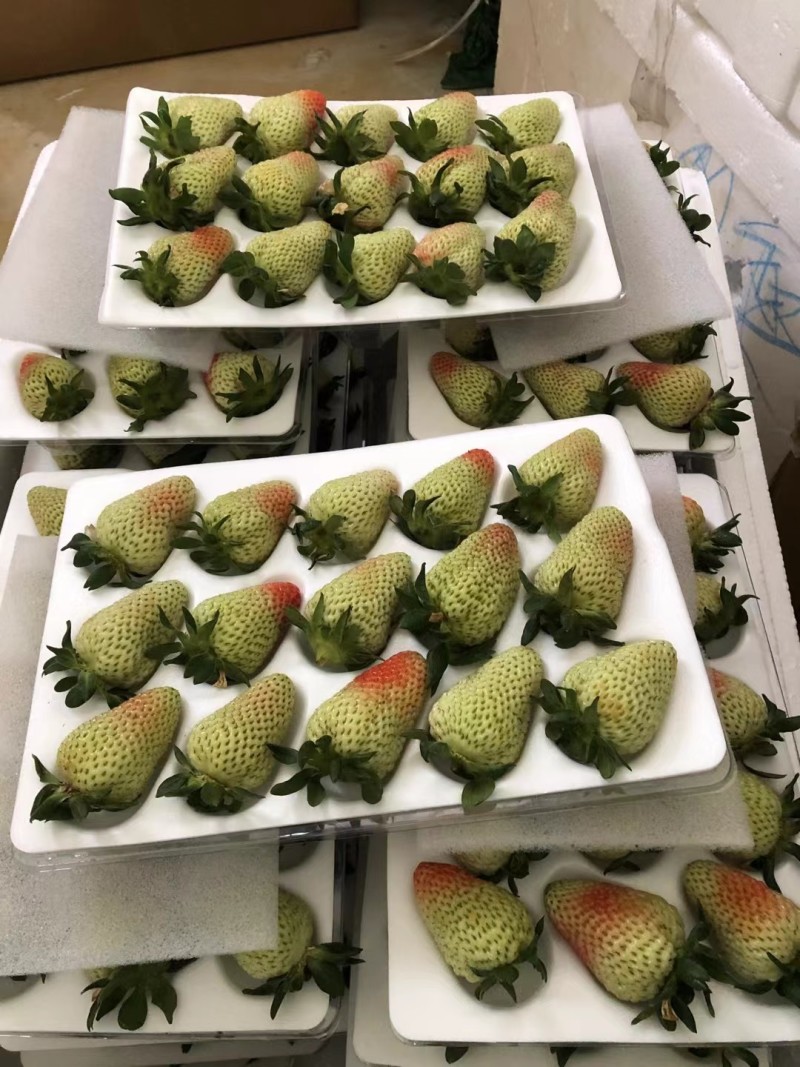 云南四季草莓蒙特瑞