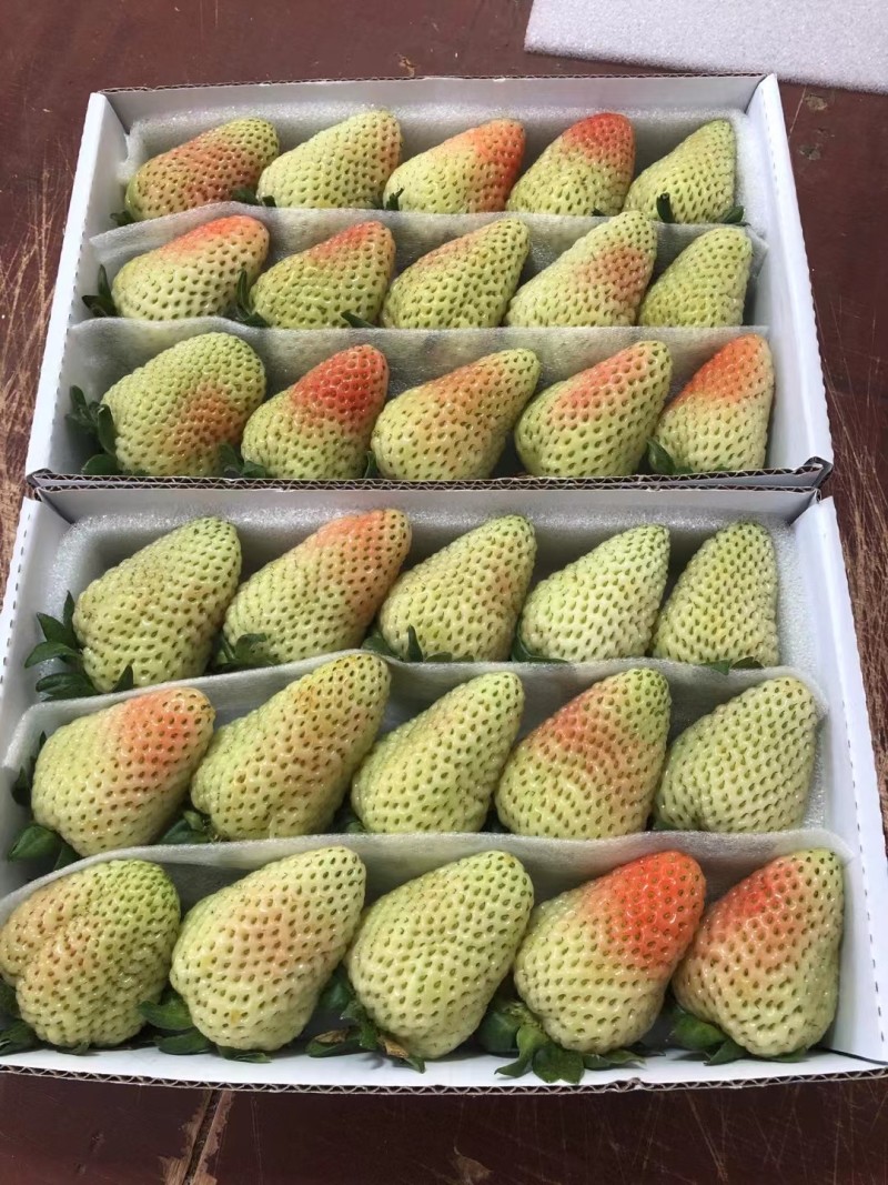 云南四季草莓蒙特瑞