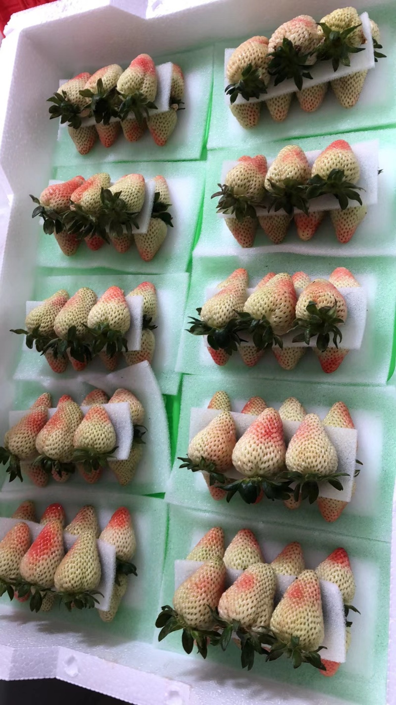 云南四季草莓蒙特瑞