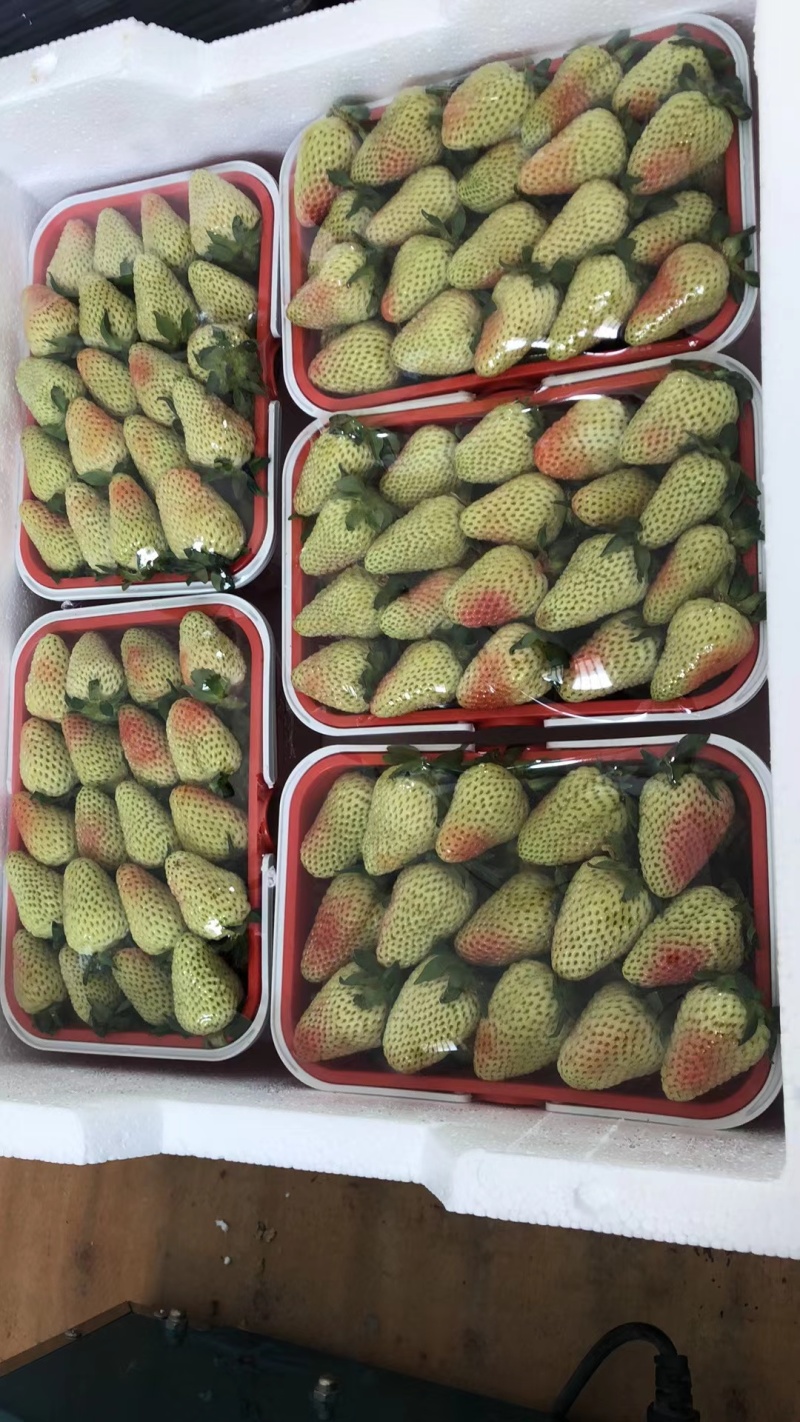 云南四季草莓蒙特瑞