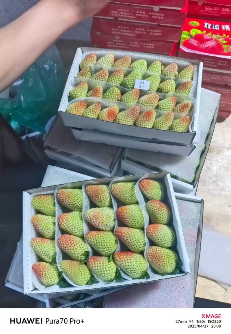 云南四季草莓蒙特瑞