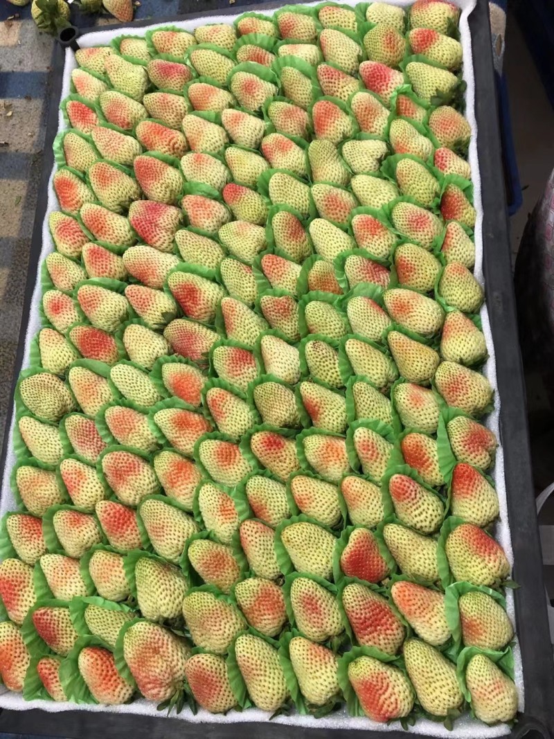 云南四季草莓蒙特瑞
