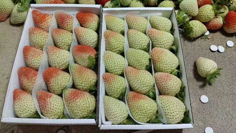 云南四季草莓蒙特瑞