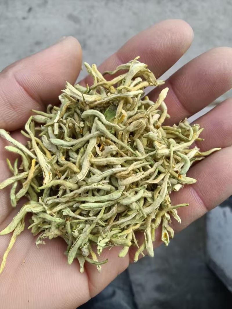 秦岭深山野生头茬金银花