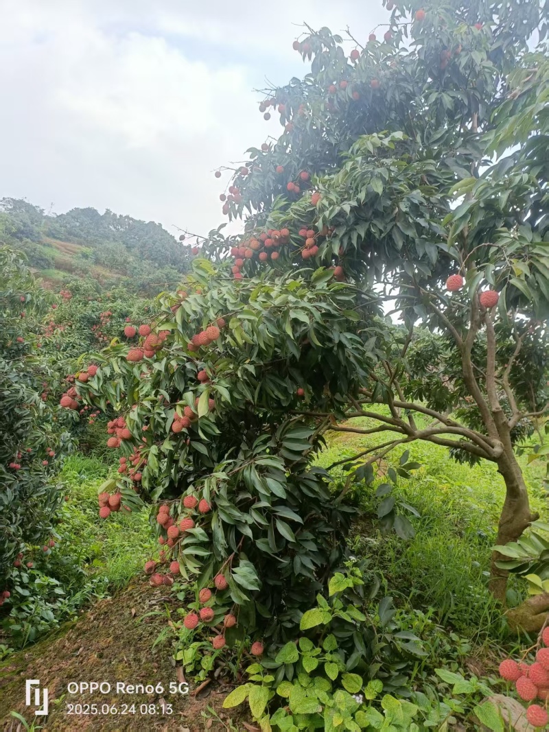 灵山桂味