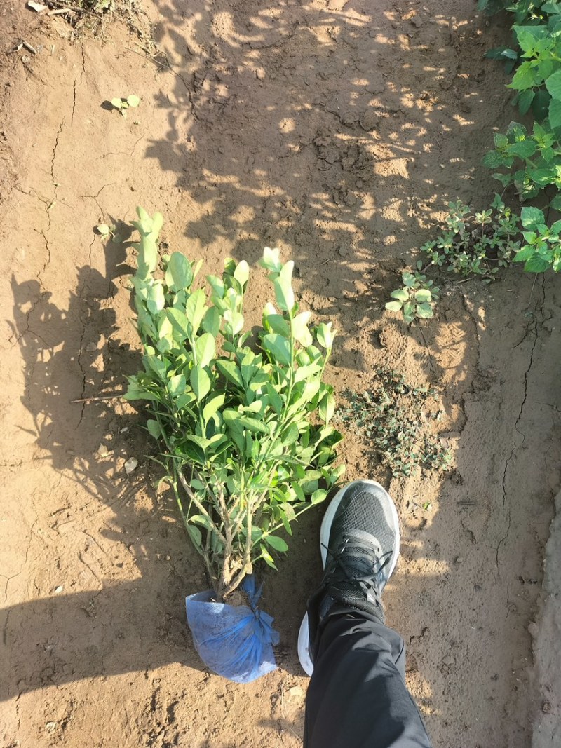 卫矛杯苗小苗绿篱东北胶东卫矛万年青冬青大量灌木卫毛