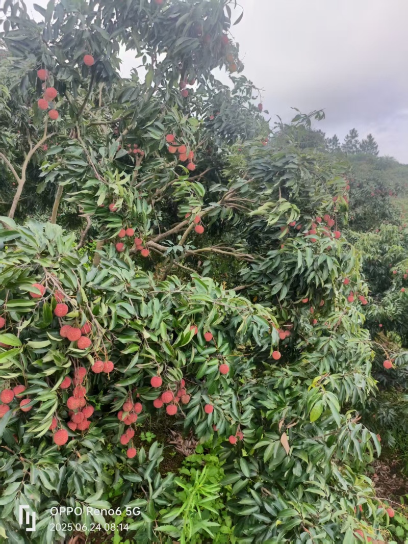 灵山桂味