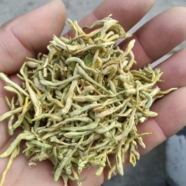秦岭深山野生头茬金银花