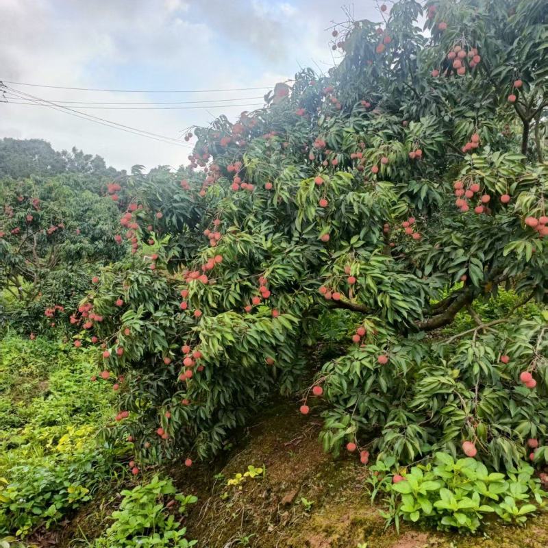 灵山桂味