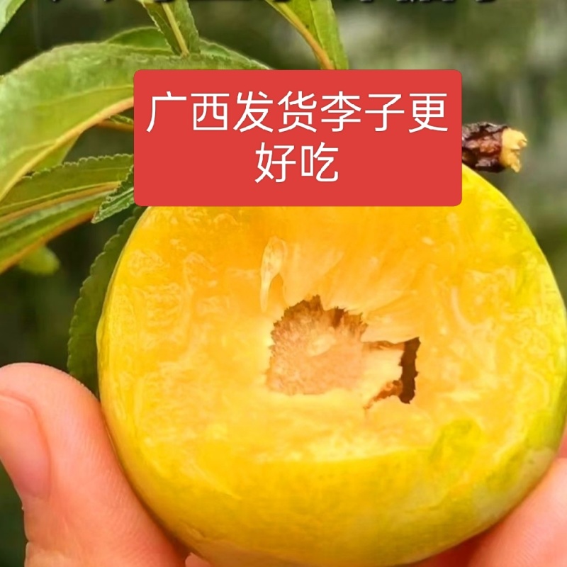蜂糖李李子