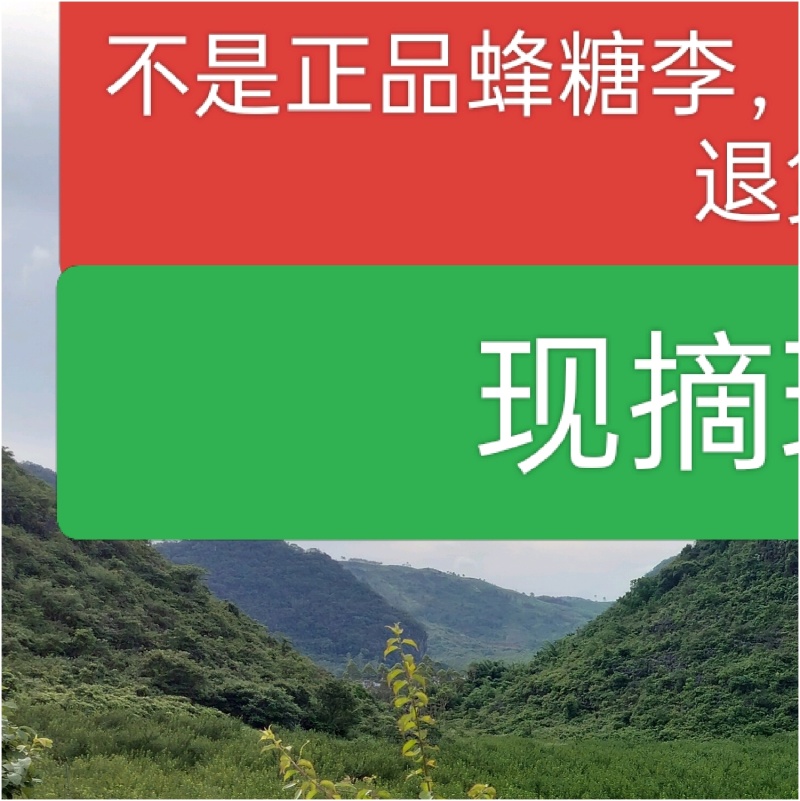 蜂糖李李子