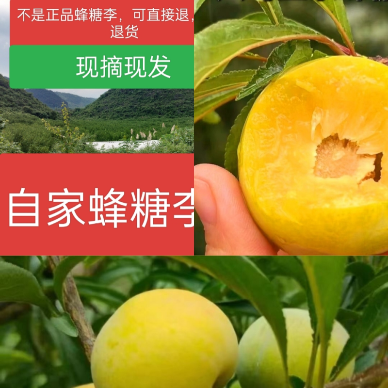 蜂糖李李子