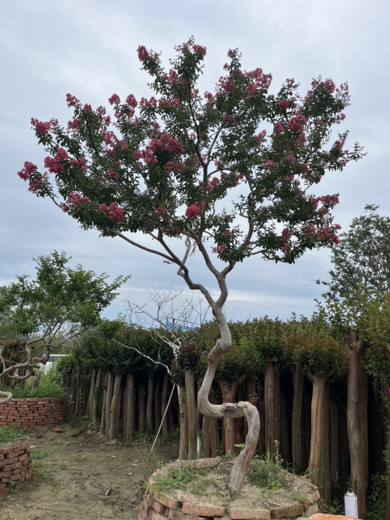 小叶红花紫薇，量大