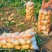玉田精品土豆