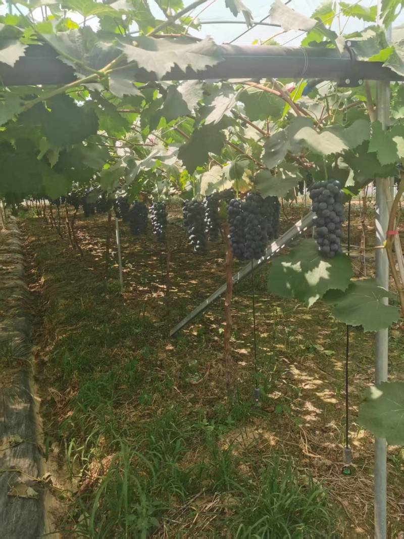 巨峰葡萄夏黑葡萄大量有现货产地直发品质保证欢迎来电