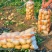 玉田精品土豆大量现货