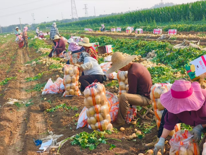 玉田精品土豆大量现货