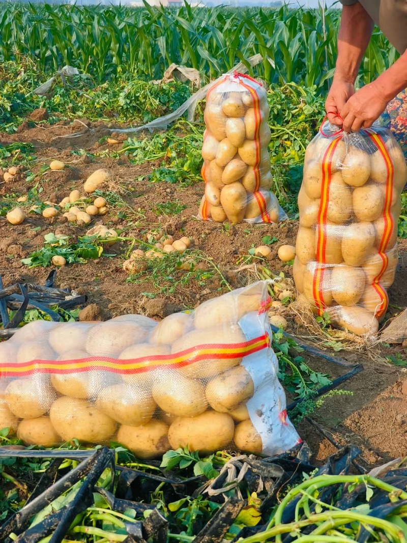 玉田精品土豆大量现货